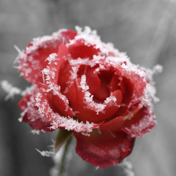 Meet your Posher, Salisha - Picture 1 of 1